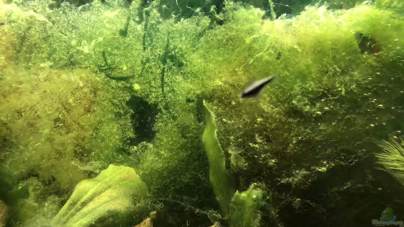 Dicke Fische! von Helga Kury