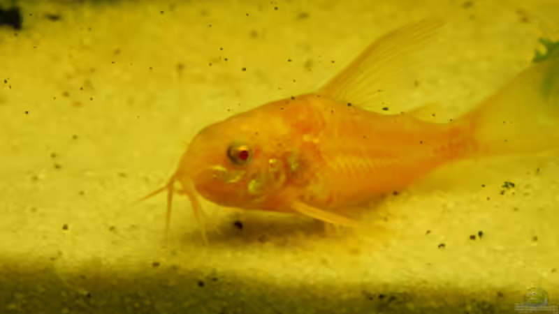 DICKES  ALBINO PANZERWELS WEIBCHEN von Heinz Von B1 (32)