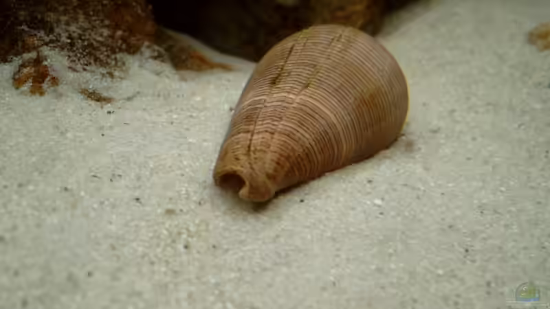 dickes Kegelschneckenhaus von Jerome Homann (7)