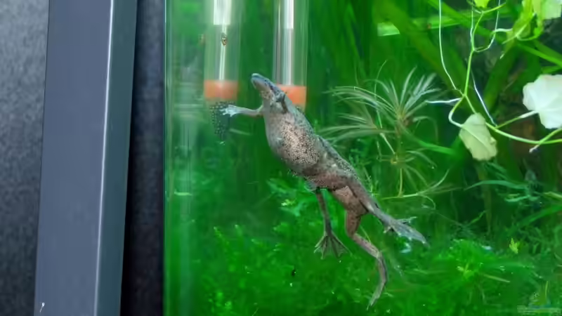 Dickes Weibchen mit klammerndem Männchen von Denise83 (14)