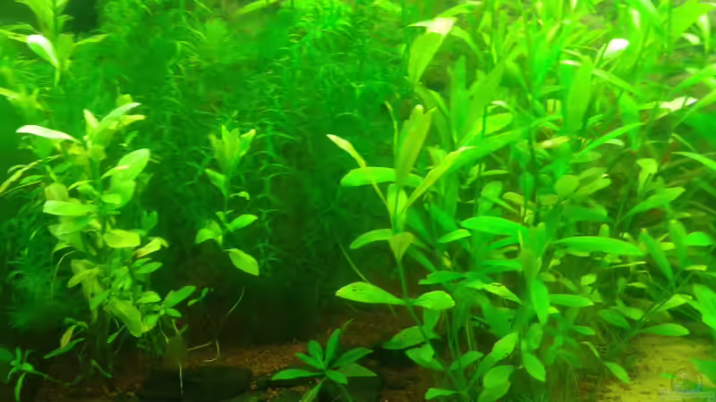 Dickicht von Deoroller (36)