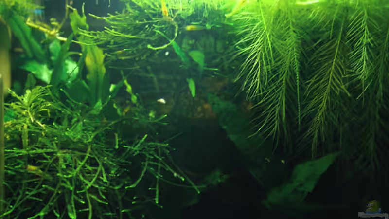 Dickicht von gezina (10)