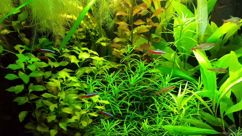 Dickicht von NRW (21)