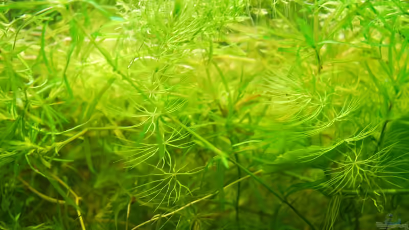 Dickicht von Peter Meyer (5)