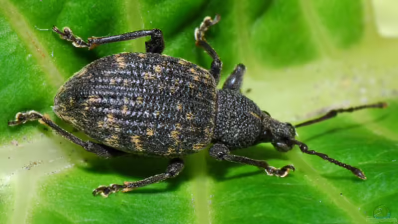 Dickmaulrüssler frühzeitig bekämpfen