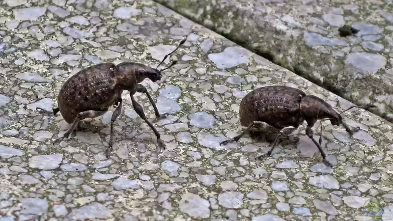 Dickmaulrüssler frühzeitig bekämpfen