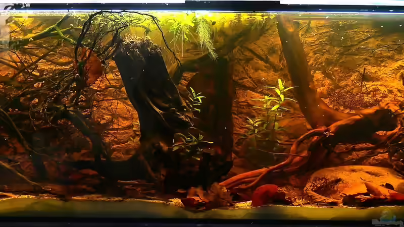 Dicrossus-Aquarium  von Goldfisch (1)