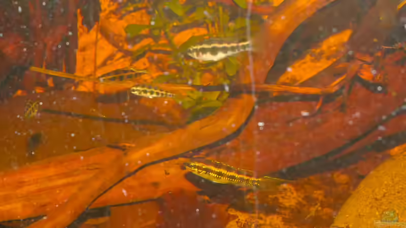 Dicrossus filamentosus- Gruppe von Goldfisch (20)