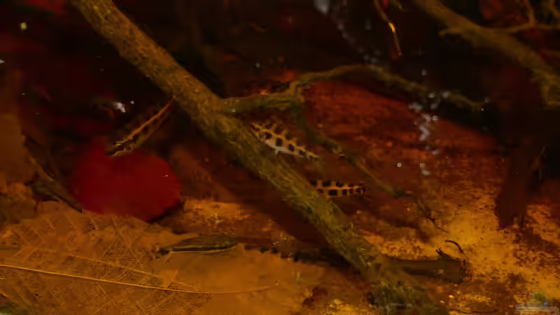 Dicrossus filamentosus- Gruppe von Goldfisch (21)