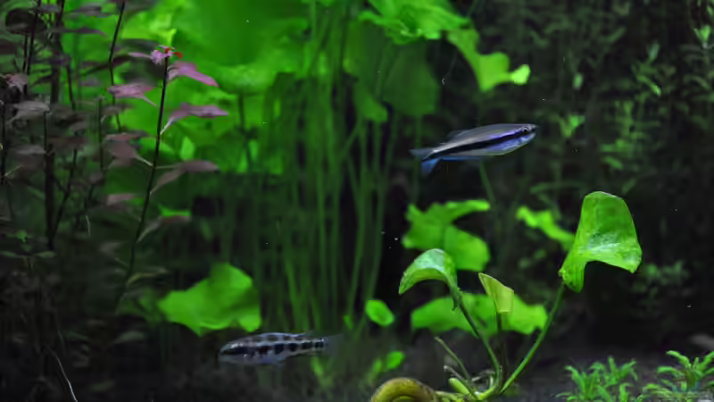 Aquarien mit Dicrossus filamentosus (Gabelschwanz-Schachbrettbuntbarsch)