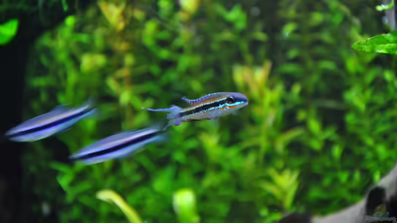 Dicrossus filamentosus & Mimagoniates barberi von Michael Z. (31)