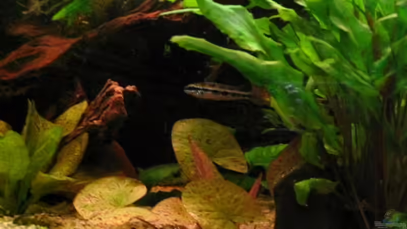 Dicrossus filamentosus m. von Andrea&Andreas Wielpütz (6)