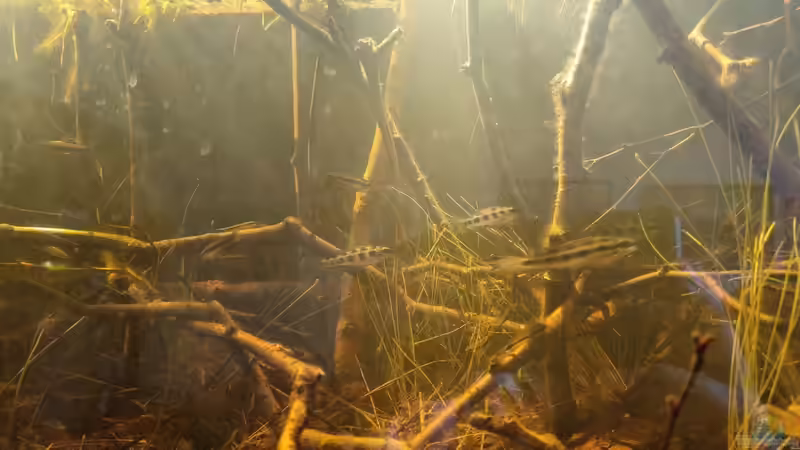 Dicrossus Filamentosus on tour von Rainooo (54)