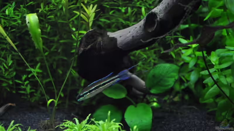 Dicrossus filamentosus/Schachbrettcichlide  von Michael Z. (30)