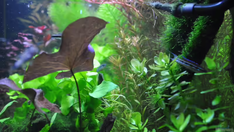 Dicrossus maculatus im Aquarium halten (Einrichtungsbeispiele für Schachbrettcichliden)