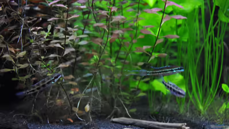 Aquarien mit Dicrossus filamentosus (Gabelschwanz-Schachbrettbuntbarsch)