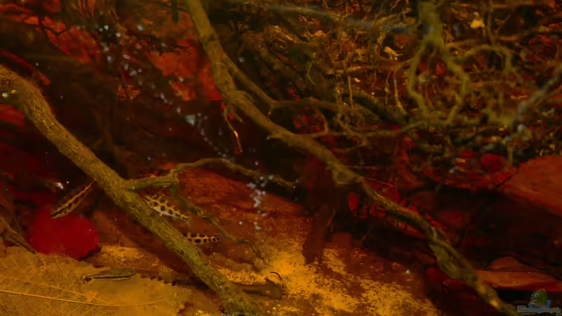 Dicrossus-Gruppe von Goldfisch (25)