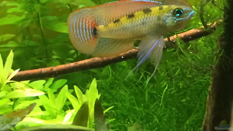 Dicrossus maculatus im Aquarium halten (Einrichtungsbeispiele für Schachbrettcichliden)
