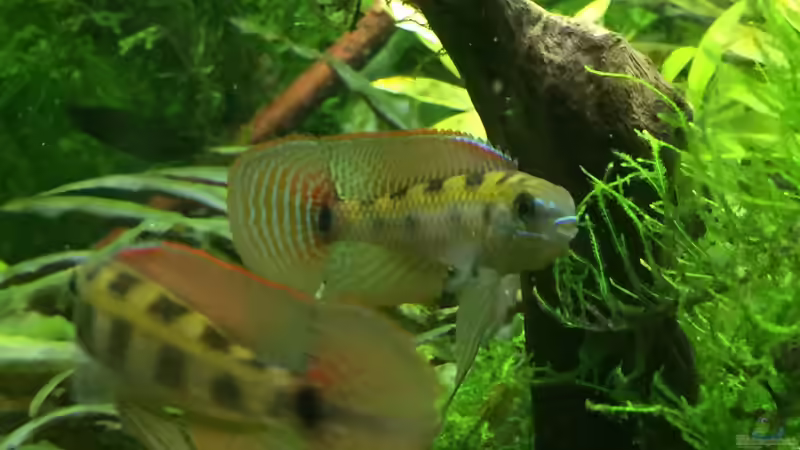 Dicrossus maculatus im Aquarium halten (Einrichtungsbeispiele für Schachbrettcichliden)