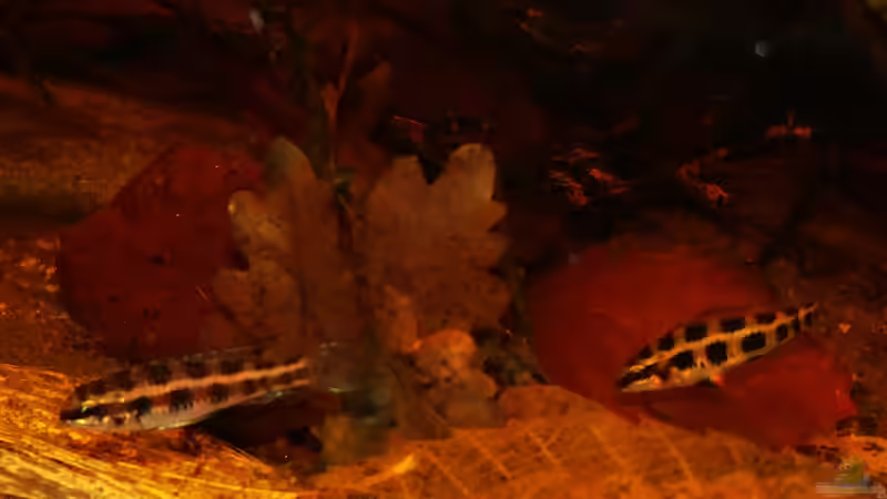 Dicrossus-Paar M links, W rechts von Goldfisch (16)