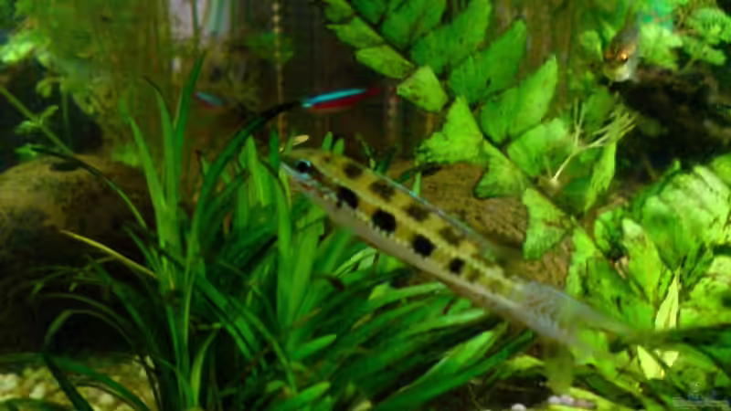 Dicrosus Filamentosus von Achim Dengler (27)