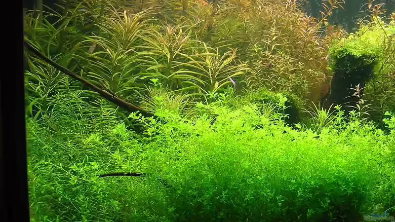 Didiplis diandra im Aquarium (Einrichtungsbeispiele mit Bachburgel)