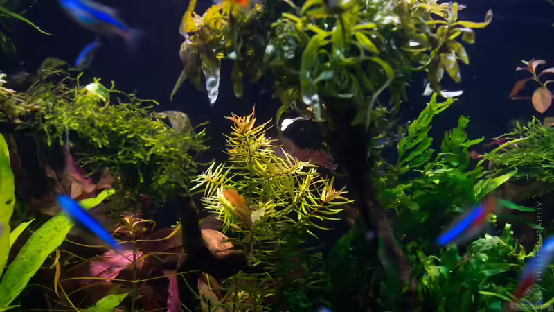 Didiplis diandra 30.10.15 von Betta Chris (49)