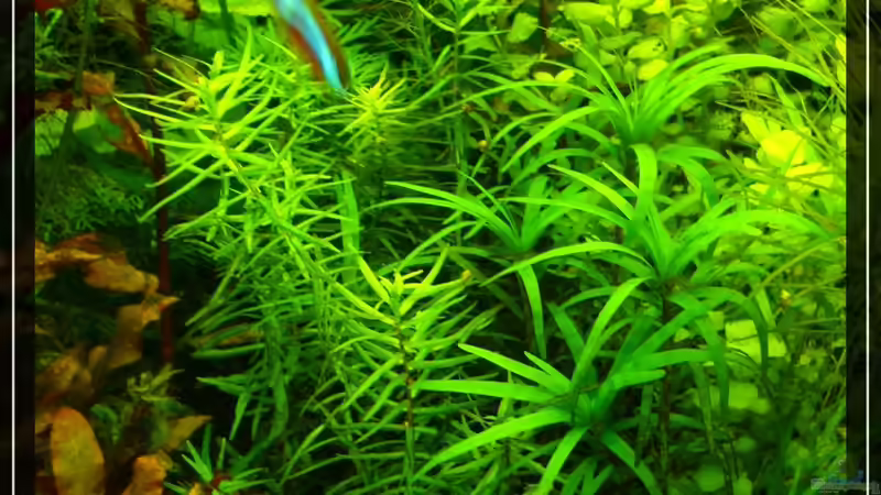 Didiplis diandra im Aquarium (Einrichtungsbeispiele mit Bachburgel)