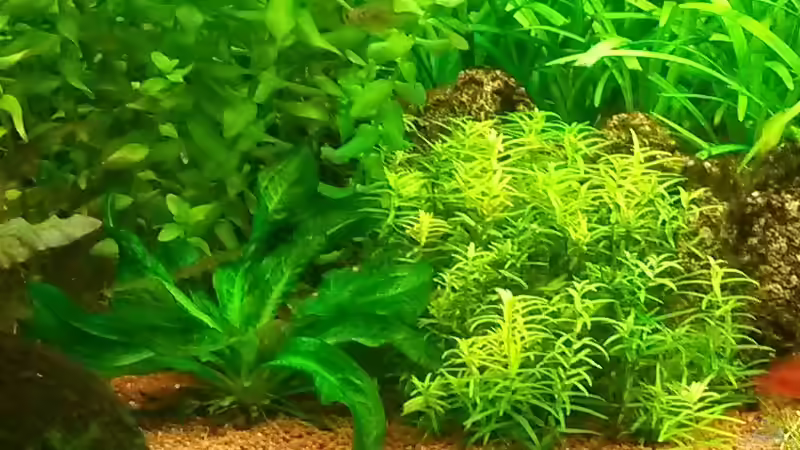 Didiplis diandra vom 12.12.2013 von Tobias H. (10)