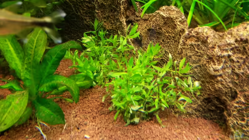 Didiplis diandra im Aquarium (Einrichtungsbeispiele mit Bachburgel)