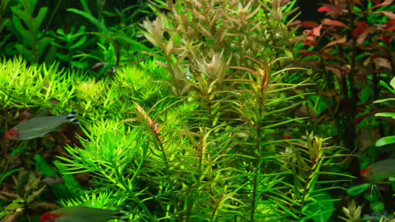 Didiplis diandra von Ralf64 (29)