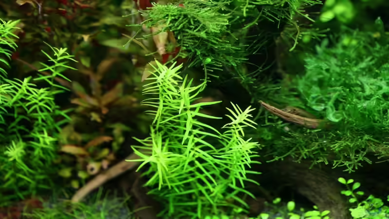 Didiplis diandra im Aquarium (Einrichtungsbeispiele mit Bachburgel)
