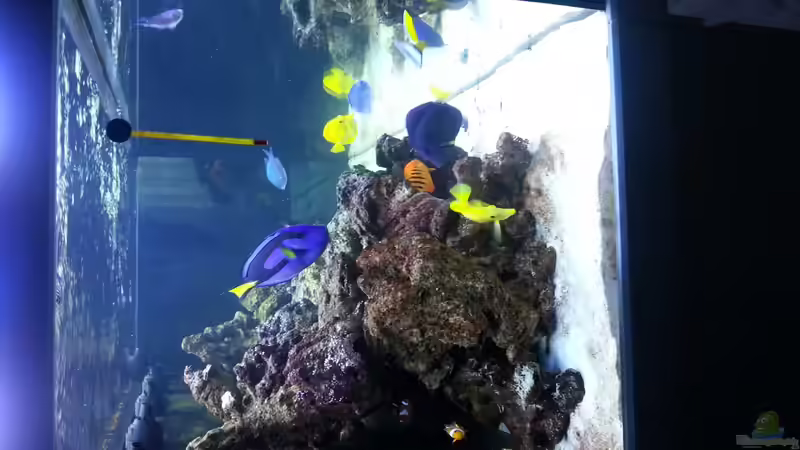 Die  Seitenansicht mit meine Fische ! von urbi (85)