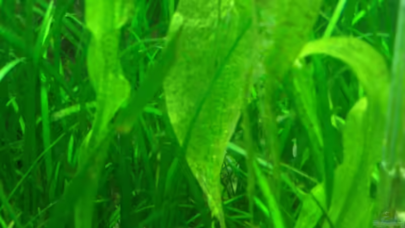 Die, sich erholende, Ottelie von Fuujida (12)