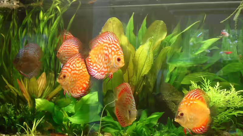 die 10 Pigeon red nach Tod der blauen von Grünhexe (82)