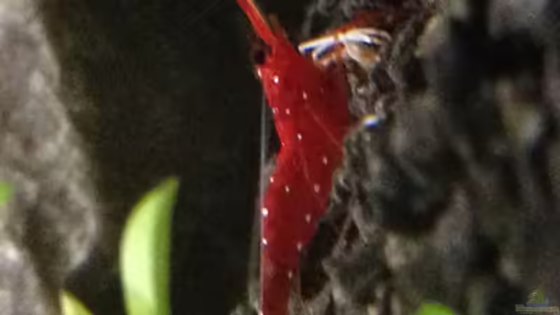 Die 2. Schönheit von Kardinälchen (3)