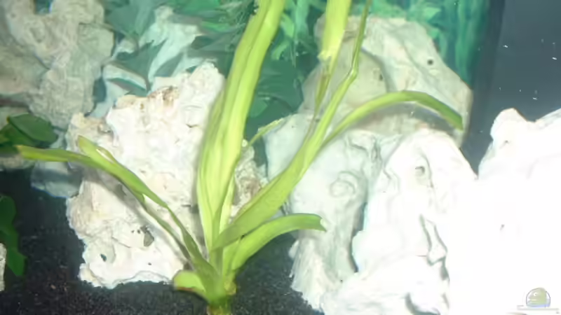 die 2 hakenlilie auf der rechten seite zu sehen von Detlef Hasselbach (9)