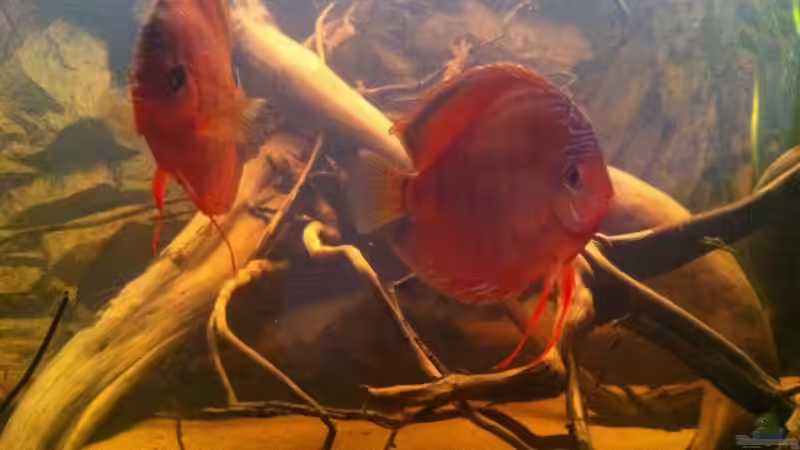 die 2 Neuen. ca 20 cm im Durchmesser von matthiasm (32)