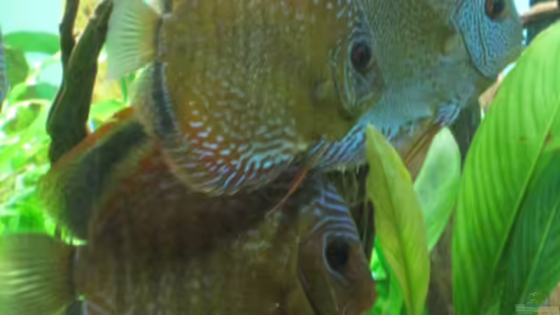 Die 2 neuen Snake Skin red von Korbi (38)