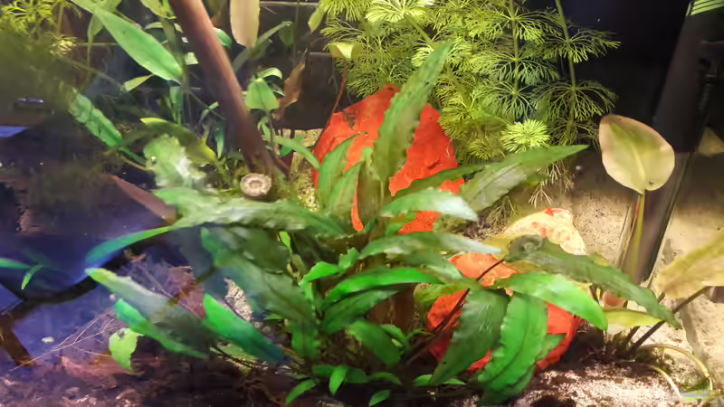 Die 2 red Jasper Steine von Michael Dreher (8)