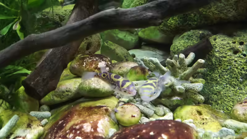 Die 2 Unterwasser-Hubschrauber beim Schnecken suchen von Bermuda 3eck (43)