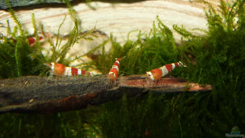 Die 3 an der Tankstelle von Nanonana (32)