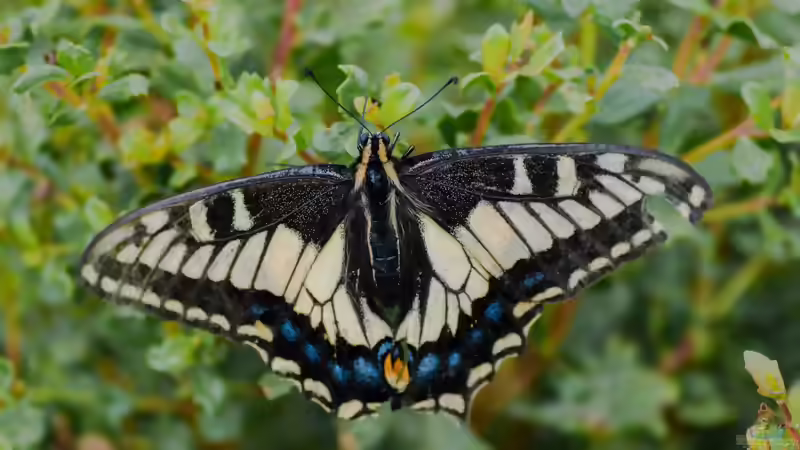 Die 3 einfachsten Maßnahmen für einen schmetterlingsfreundlichen Garten