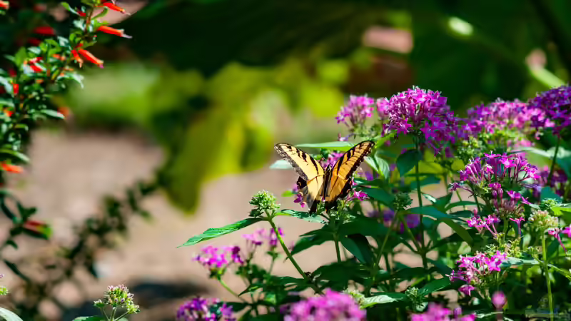 Die 3 einfachsten Maßnahmen für einen schmetterlingsfreundlichen Garten