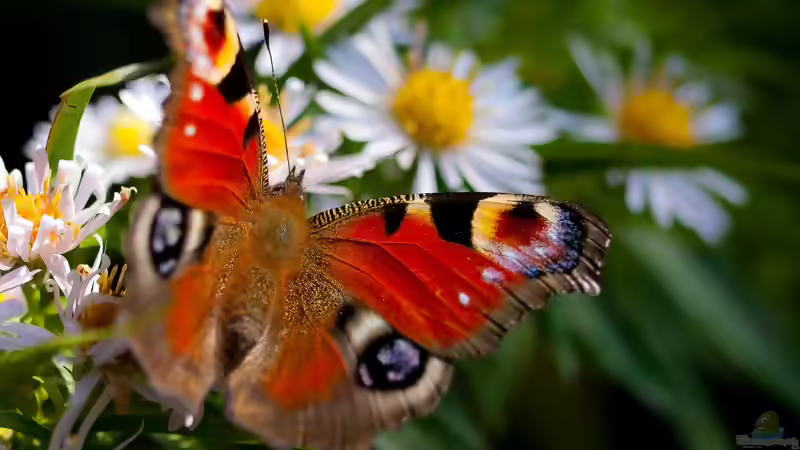 Die 3 einfachsten Maßnahmen für einen schmetterlingsfreundlichen Garten