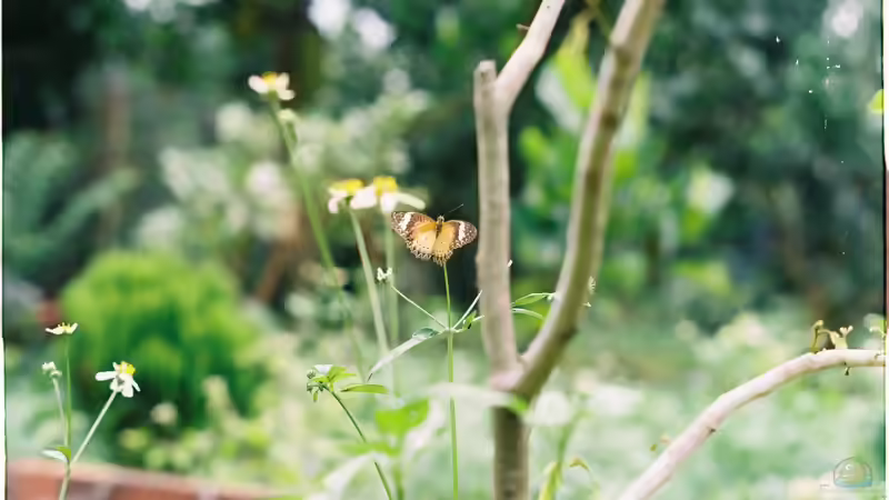 Die 3 einfachsten Maßnahmen für einen schmetterlingsfreundlichen Garten