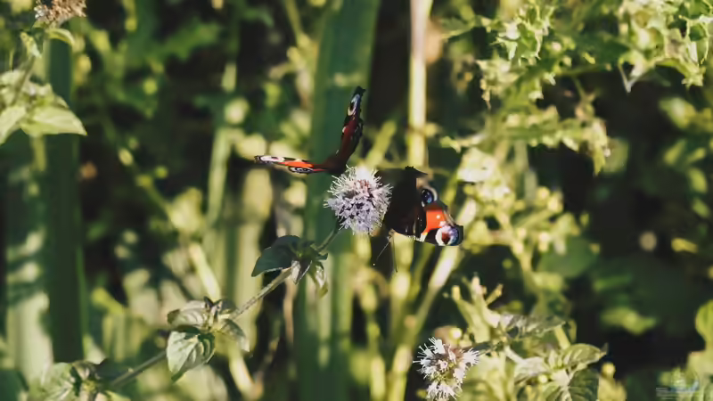 Die 3 einfachsten Maßnahmen für einen schmetterlingsfreundlichen Garten