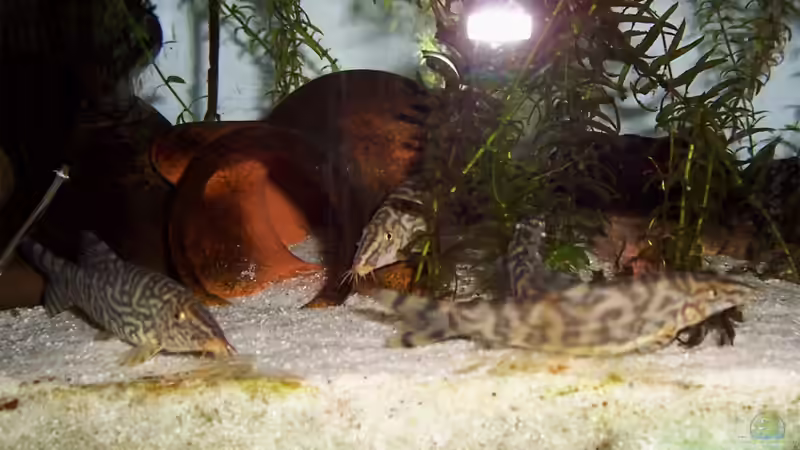 Aquarien mit Schmerlen (Einrichtungsbeispiele für Schmerlen Aquarium)