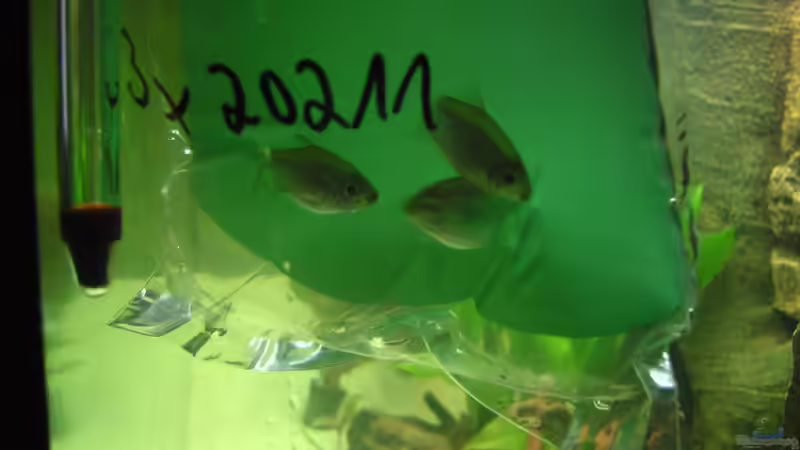 Die 3 Mädels machten den Start von FranklinXQ (11)