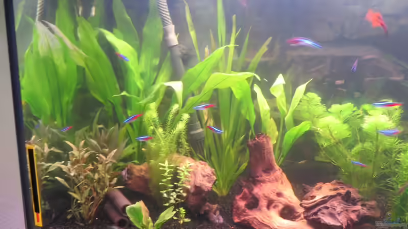 die 3 Mopaniwurzel und 1 Crusta Tubes von Dennerle schwimmen die Fische auch durch. von janine wolf (5)